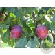Prunus d. 'Belle de Louvain' 6-8 HO wortelgoed