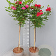 Rosa (K) 'Royal Gold' 110 cm stam 6L