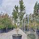 Acer pal. 'Okushimo' 200-250 cm container meerstammig