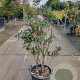 Rhododendron (AK) 'Knaphill Red' 125-150 cm container 