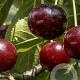 Prunus cerasus 'Kelleriis 16' 6-8 HO wortelgoed