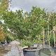 Acer pal. 'Taroh-yama' 175-200 cm container meerstammig