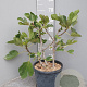 Ficus car. 'Black Mission' 40-50 cm 7,5L