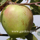 Malus domestica 'Glockenapfel' 6-8 HO wortelgoed