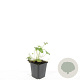 Geranium cant. 'Biokovo' GM P9