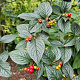 Cotoneaster bullatus 60-80 cm wortelgoed 1/1 2-3 tak