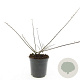 Cotoneaster horizontalis 20-30 cm wortelgoed 1/1 2-3 tak