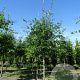 Quercus palustris 60-100 cm wortelgoed 1/1