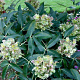 Helleborus argutif. 'Green Dwarf' GM  P11