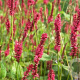 Persicaria a. 'Vesuvius' GM  P11