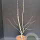 Acer pal. 'Osakazuki' 60-80 cm 5,0L