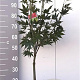 Acer pal. 'Osakazuki' 80-100 cm 5,0L