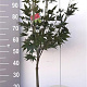 Acer pal. 'Osakazuki' 80-100 cm 5,0L