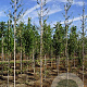 Betula p. 'Crispa' 6-8 HO draadkluit