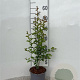 Crataegus monogyna 60-80 cm 2,0L