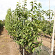 Halesia carolina 6-8 HO draadkluit