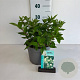 Hydrangea pan. 'Grandiflora' 40-50 cm 35L