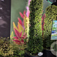 Ilex maximowicziana kanehirae 50-60 cm met kluit