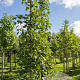 Liquidambar s. 'Paarl' 10-12 HO draadkluit geveerd