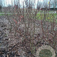 Magnolia 'Susan' 175-200 cm draadkluit meerstammig