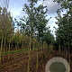 Quercus castaneifolia 'Green Spire' 10-12 HO draadkluit
