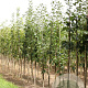 Sorbus aria 'Lutescens' 10-12 HO draadkluit