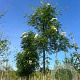 Sorbus 'Dodong' 16-18 HO draadkluit