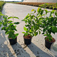 Cornus kousa chinensis 20-25 cm 2,0L