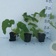 Phlomis tuberosa GM P9