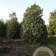 Prunus lusitanica 400-450 cm draadkluit struik