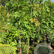 Wisteria formosa 'Issai Perfect' 175-200 cm 25L