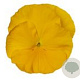 Viola hybride Grootbloemig Geel GM P9