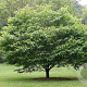 Acer carpinifolium 250-300 cm cont. 150L meerstammig