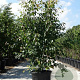 Acer davidii 250-300 cm cont. 130L meerstammig
