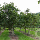 Aesculus hippocastanum 250-300 cm cont. 150L meerstammig