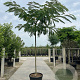 Albizia julibrissin 20-25 HO cont. 160L 225 cm stam