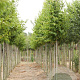Carpinus bet. 'Frans Fontaine' 10-12 HO draadkluit