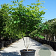 Cladrastis kentukea 200-250 cm cont. 110L meerstammig
