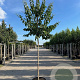 Heptacodium miconioides 12-14 HO cont. 55L