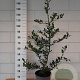 Ilex aquifolium 120-140 cm 10L