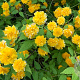 Kerria japonica 100-125 cm 40L struik