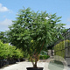 Koelreuteria paniculata 300-350 cm cont. 150L meerstammig