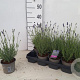 Lavandula ang. 'Hidcote' 15-20 cm P12