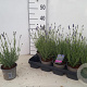 Lavandula ang. 'Hidcote' 15-20 cm P12