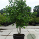 Liquidambar styraciflua 400-450 cm cont. 285L meerstammig
