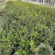 Osmanthus burkwoodii 40-50 cm 10L