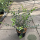 Osmanthus burkwoodii 40-50 cm 10L
