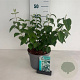 Philadelphus 'Virginal' 50-60 cm 35L
