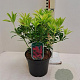 Pieris 'Forest Flame' GM 1.5