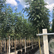 Sorbus aucuparia edulis 12-14 HO 45L